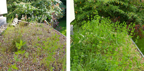 Two photographs of the green roof with grasses and wildflowers