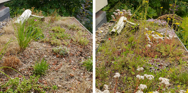 Two photographs of the green roof with grasses and sedums