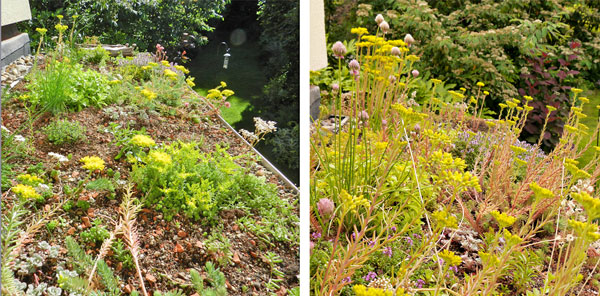 Two photographs of the green roof in summer showing flowering sedum plants