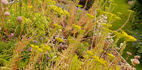 Detail photograph of the green roof with flowering yellow sedums and pink alpine plants