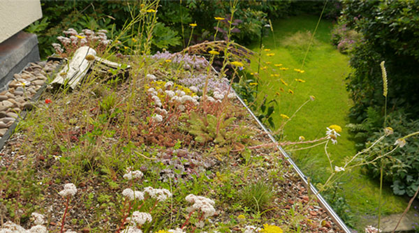View over small green roof in summer with sedums in flower