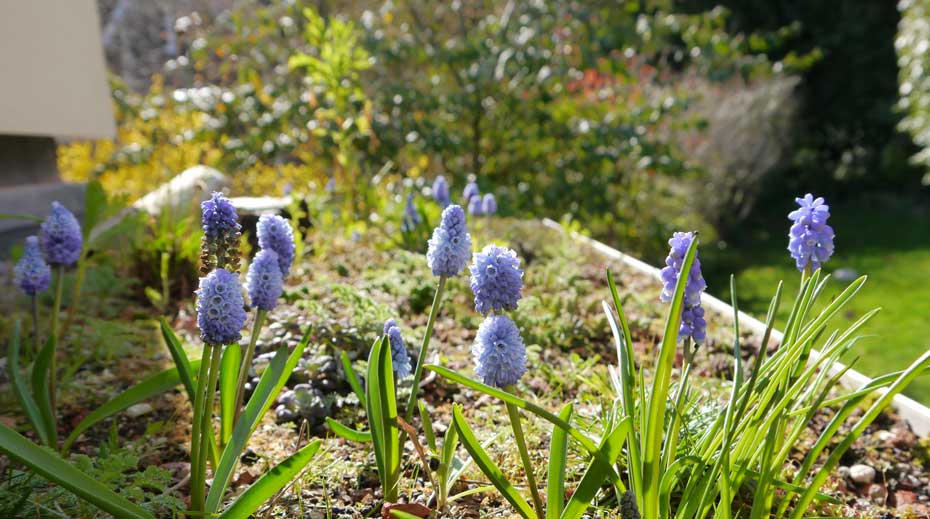 Small Green Roof Sheffield spring bulbs photo