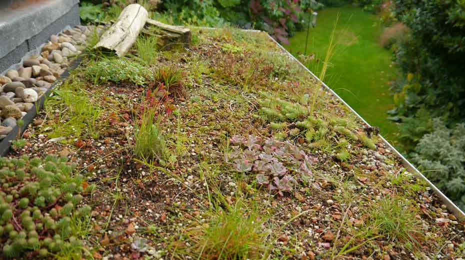 Small Green Roof Sheffield spring photo